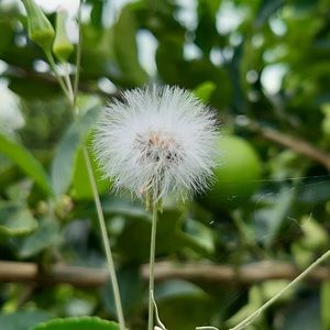 Meet your Posher, Martinez